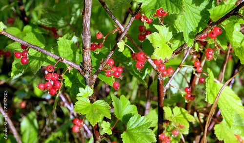 Wet ripe red currant berries with water drops after rain on green bush branches in the garden on sunny summer day close up