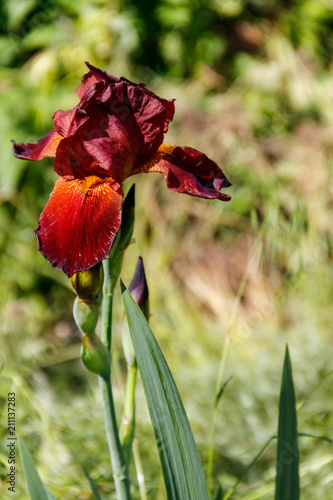 Fototapeta Naklejka Na Ścianę i Meble -  Beautiful iris flower on flowerbed in garden