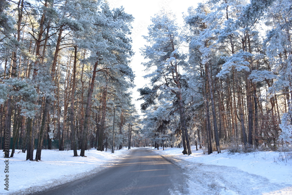 Fototapeta premium road in winter forest on a sunny day