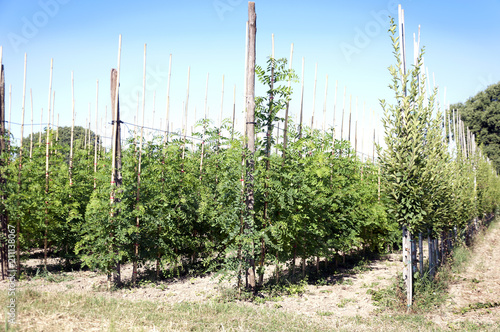 cultivation of ornamental trees with the help of drip irrigation in Italy