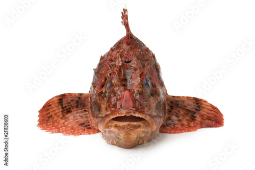  Fresh raw red scorpionfish in front view photo