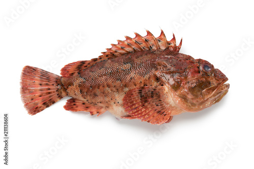  Fresh raw red scorpionfish photo