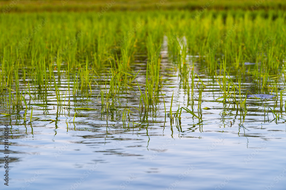 Paddy field in sea at Pakpra, Phatthalung, Thailand Paddy field in sea at Pakpra, Phatthalung, Thailand