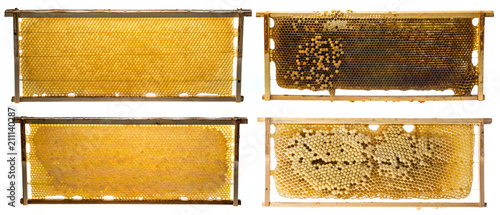 bee frames with honey and bee brood and drone brood isolated on a white background photo