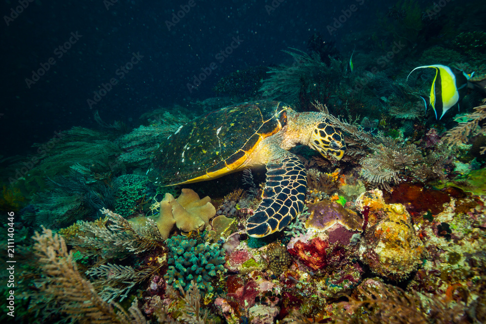 Obraz premium Turtle