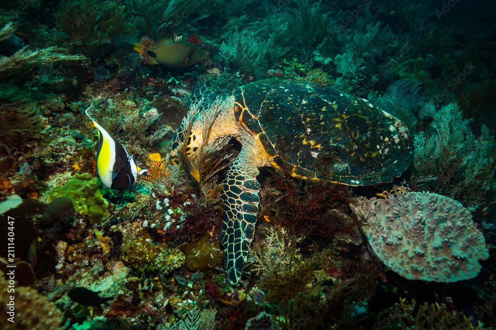 Turtle Turtle