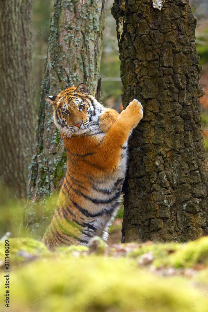 Naklejka premium The Siberian tiger (Panthera tigris tigris) also called Amur tiger (Panthera tigris altaica) in the forest, Young female tiger in the forest climbs on a tree.