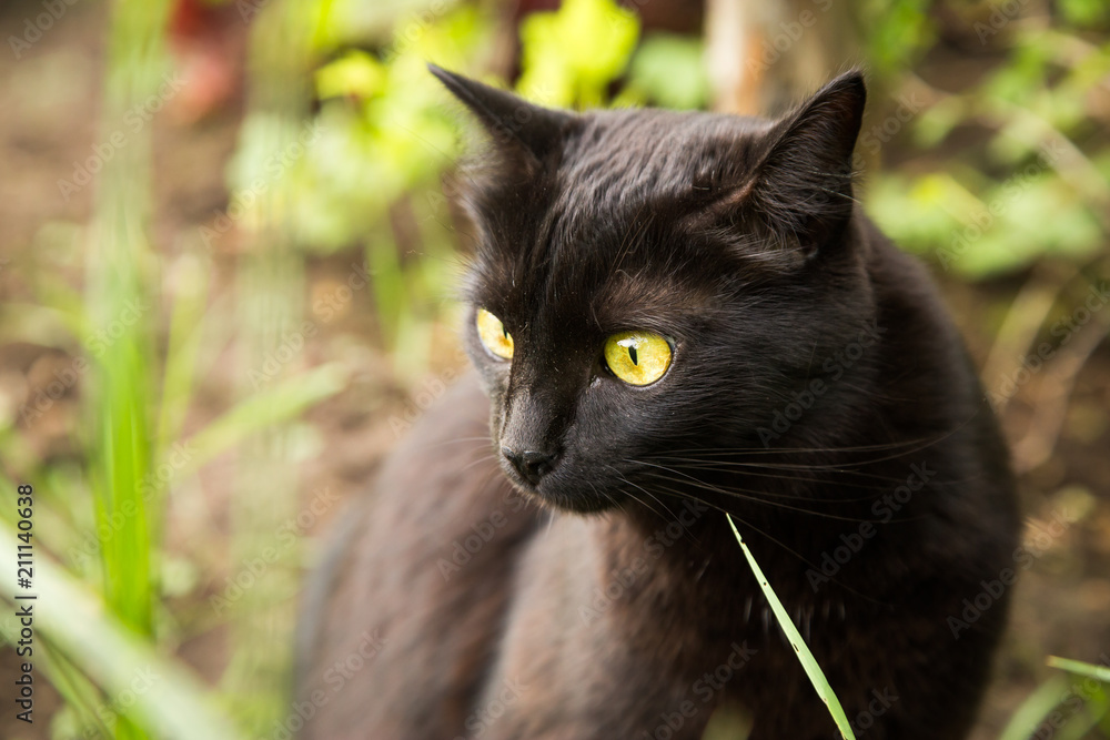 Beautiful black cat portrait close up outdoors in nature	
