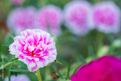 moss rose or purslane blooming in garden