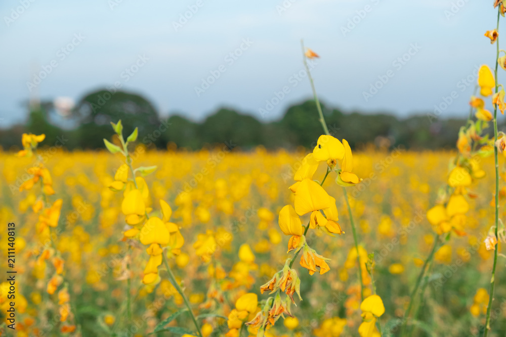 beautiful yellow sunhemp flower in nature background. Crotalaria juncea beautiful yellow sunhemp flower in nature background. Crotalaria juncea