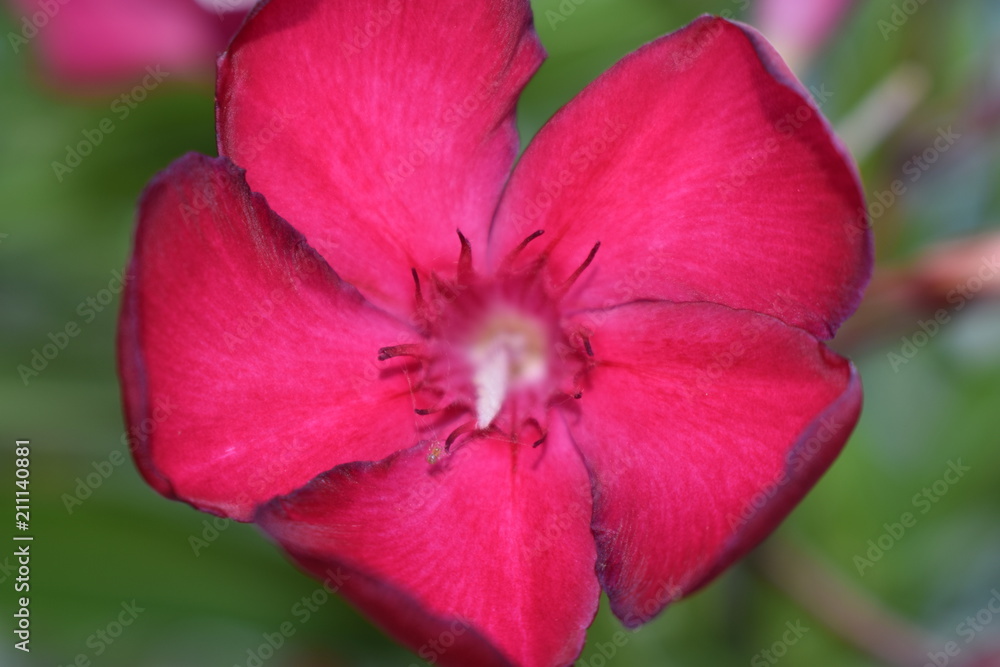 laurier fleur laurier fleur