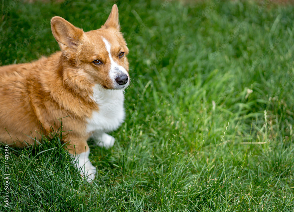 Dogs playing. Dogs playing.