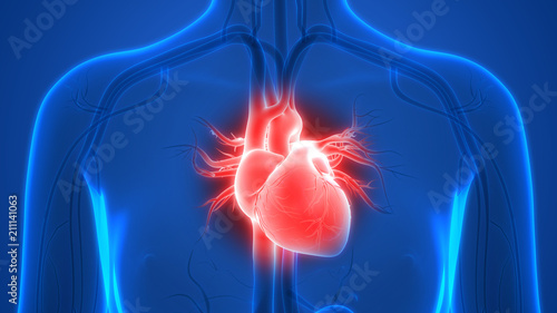 Foto Human Heart Anatomy
