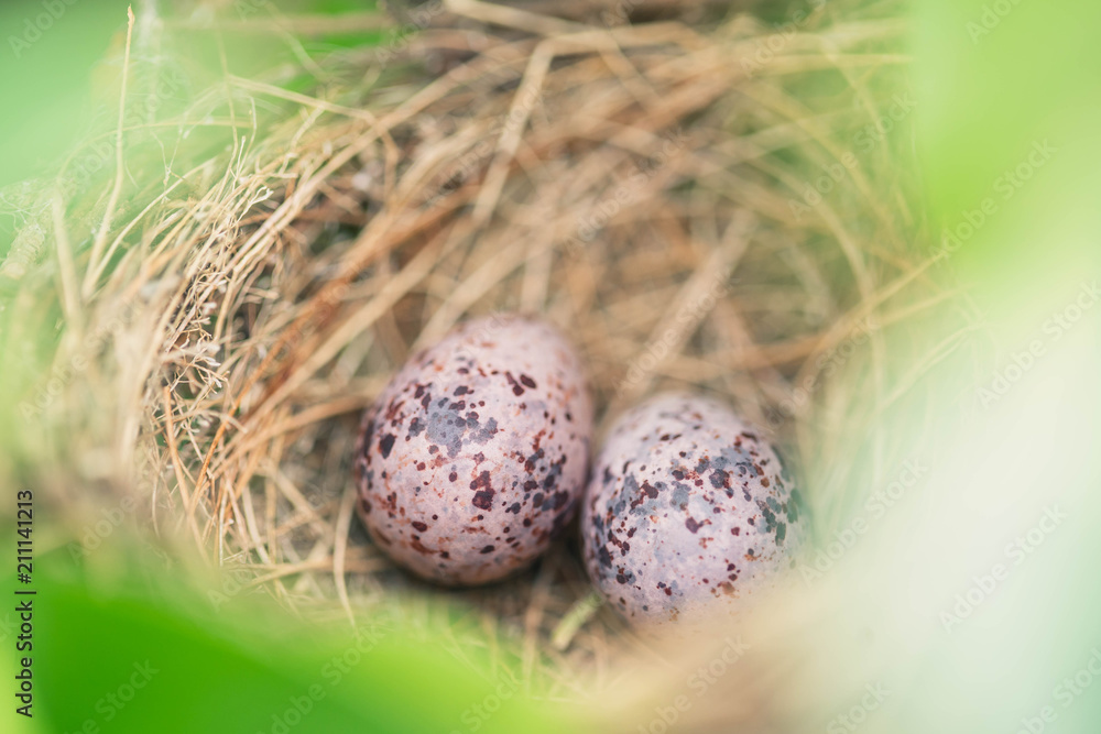 Bird nest on tree with two eggs inside. Nest with egg of wild bird outdoors. Bird nest on tree with two eggs inside. Nest with egg of wild bird outdoors.