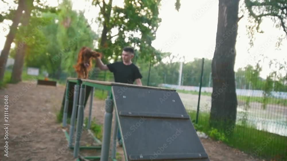 The dog irish setter training with host on playground The dog irish setter training with host on playground