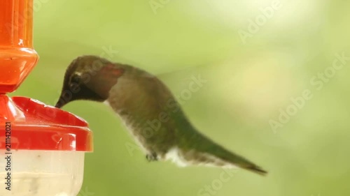 Close up view of an Anna's Hummingbird drinking from a hummingbird feeder at 60 frames per second full HD