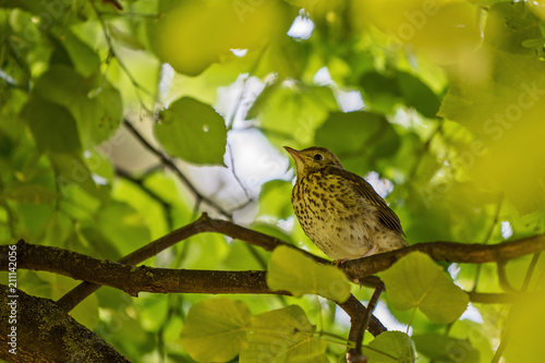 young thrush sitting on a branch of the tree