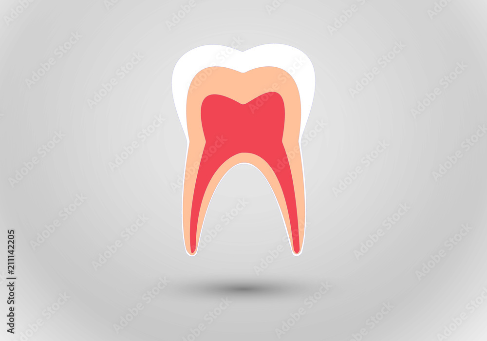 A healthy tooth structure in details for dental clinic vector illustration A healthy tooth structure in details for dental clinic vector illustration