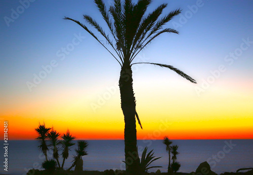 Fototapeta Naklejka Na Ścianę i Meble -  Palm Tree Silhouette