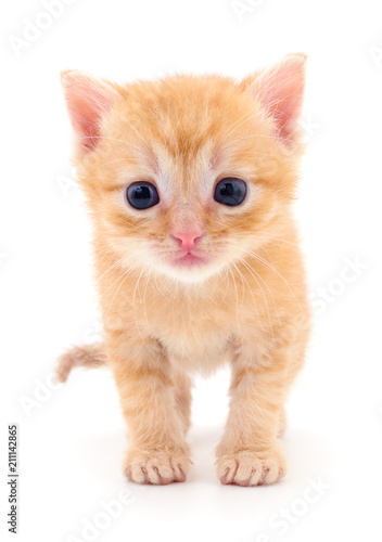 Kitten on white background.