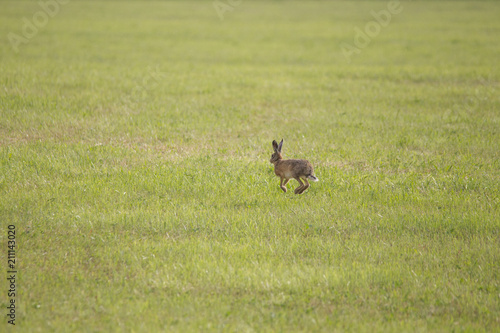 A young hare is hopping over a green mown meadow © were