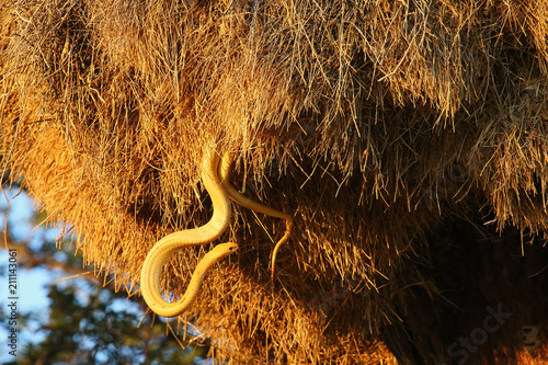 The Cape cobra (Naja nivea), also called the yellow cobra searching in the sociable weaver nest. photo