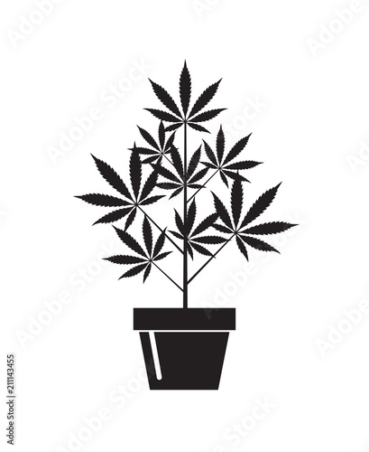 illustration of marijuana or cannabis plant in flower pot isolated on white background
