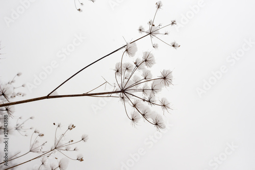 Umbrella plants on the white background