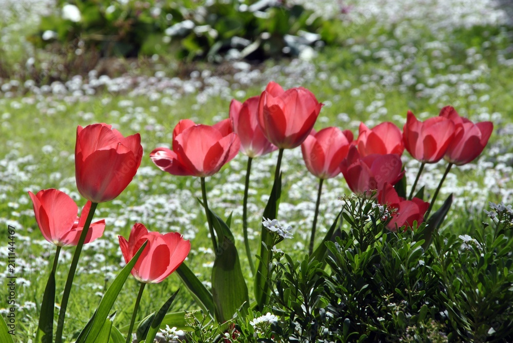 red tulips and white daisies red tulips and white daisies