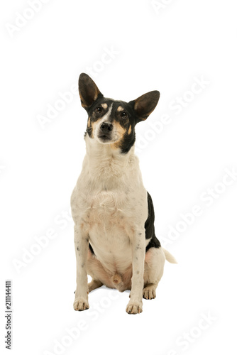 Dutch boerenfox terrier dog sitting facing the camera isolated on a white background