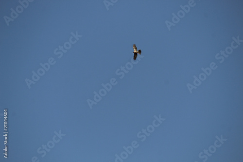 Bird flying against blue sky