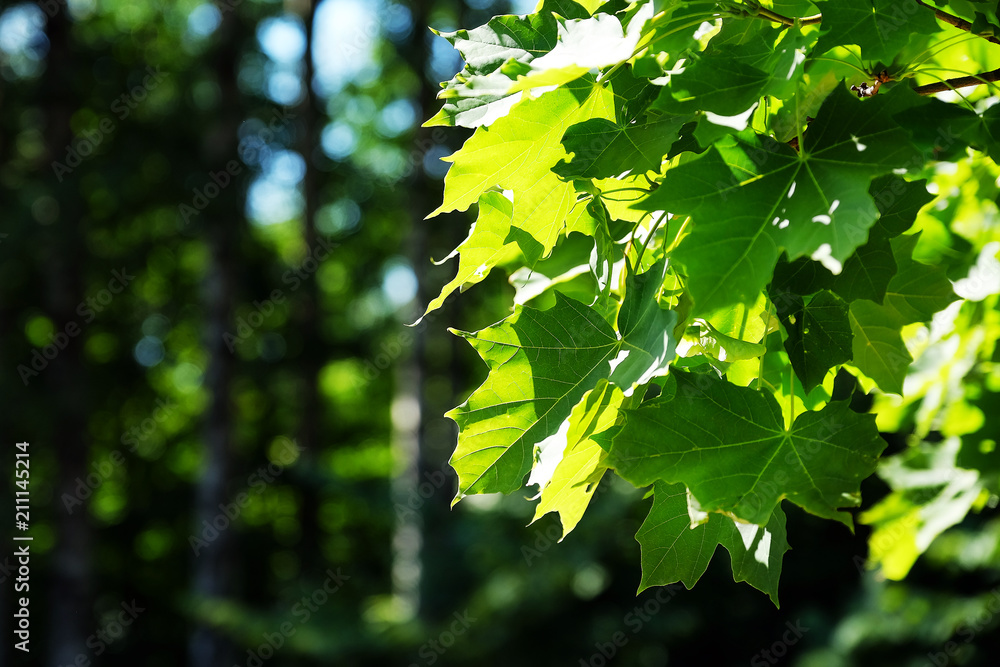 Fototapeta premium A branch of a young tree, green leaves. Swaying in the wind. Maple leaf. Between the trees breaks a ray of sun. Park area. A place to relax and walk in the woods. Summer.