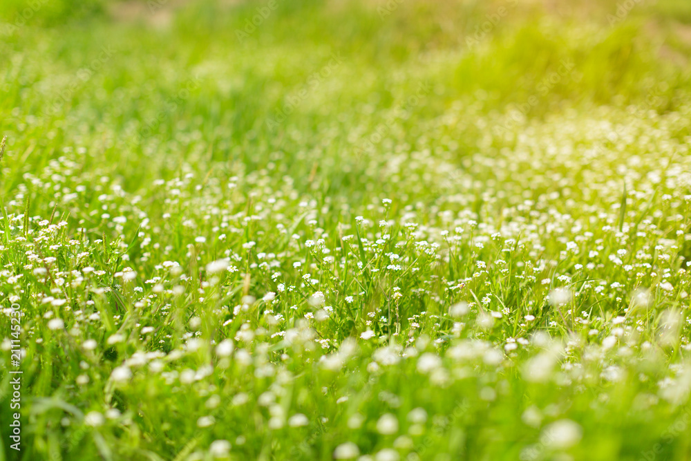Fototapeta premium Fresh green spring grass in the morning background