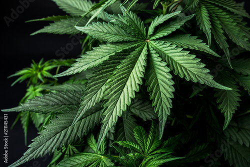 weed leaf cannabis marijuana