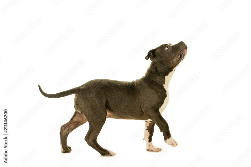 Cute young American Bully puppy standing looking up side view full body isolated on a white background Cute young American Bully puppy standing looking up side view full body isolated on a white background