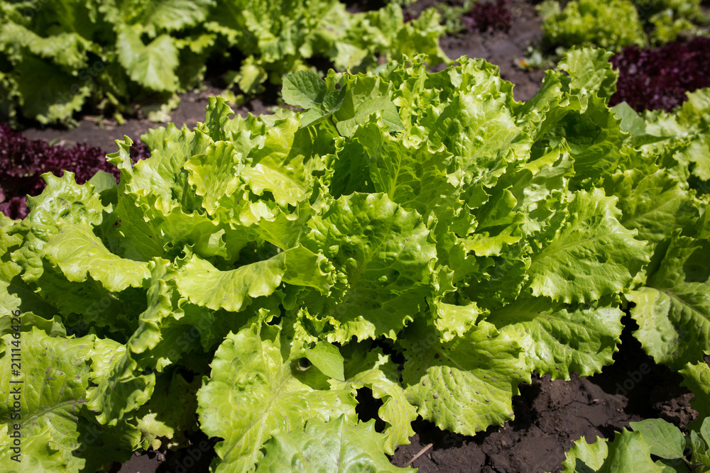 Salad leaves of lettuce in the garden close-up Salad leaves of lettuce in the garden close-up