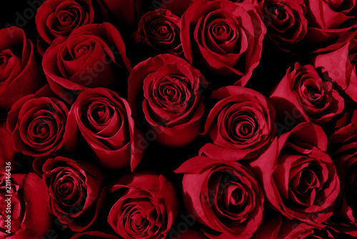 Red roses background. Natural dark red flowers