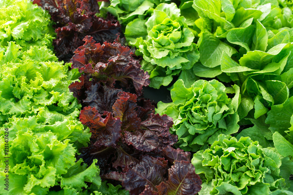 lettuce green fresh plant - obrazy, fototapety, plakaty 