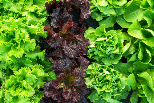 Photo lettuce green fresh plant harvest salad