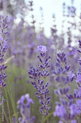 purple lavender  lavandula angustifolia  lamiaceae  flowers  Mediterranean area