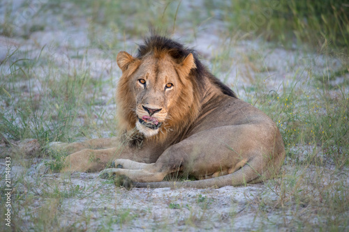 Mighty Lion watching the lionesses who are ready for the hunt in Masai Mara  Kenya  Panthera leo 