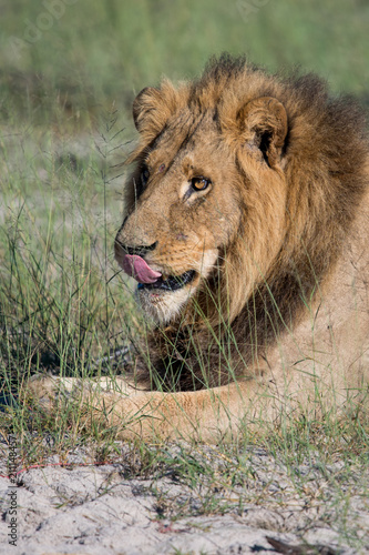 Fototapeta Naklejka Na Ścianę i Meble -  Mighty Lion watching the lionesses who are ready for the hunt in Masai Mara, Kenya (Panthera leo)