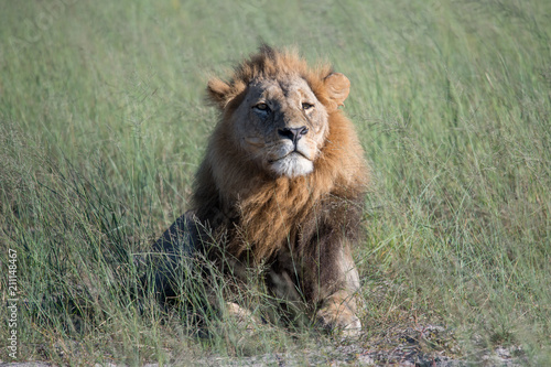 Mighty Lion watching the lionesses who are ready for the hunt in Masai Mara  Kenya  Panthera leo 