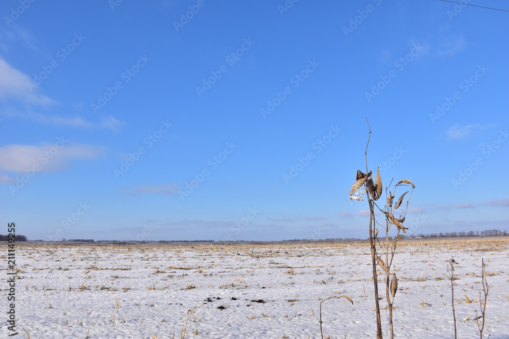 dry flowers in winter on a sunny day