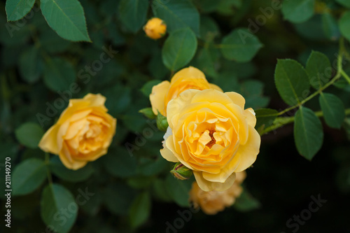 Yellow roses on a bush in a summer garden. Close-up of garden rose in the summer sunny day.