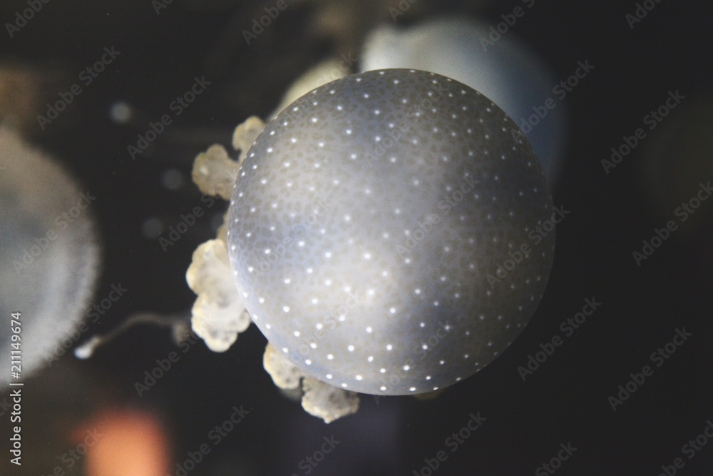 aqua wildlife jelly fish