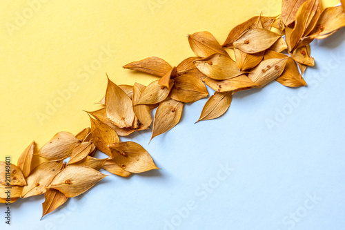 A yellow leaves row dividing the image in two parts: One Yellow and the other one Blue.
