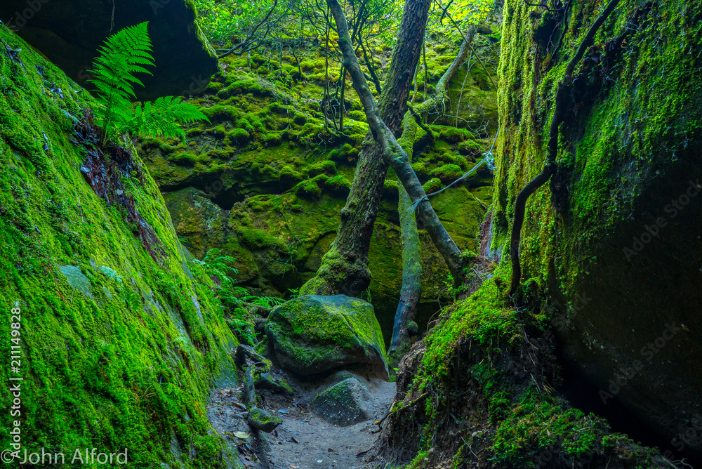 Dismals Canyon Roots Dismals Canyon Roots