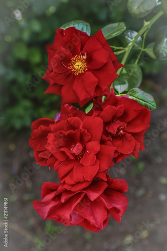 Rotes Rosen Busch