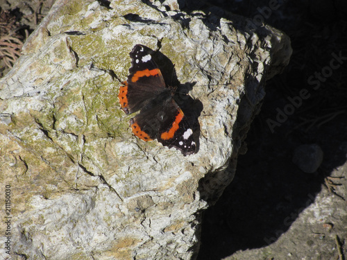 Quadro em tela Red admiral butterfly or Vanessa atalanta resting on the rock with wings opened